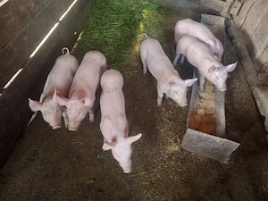 purcei de 8 saptamani antarcati  din mama landras si material seminal pietrain belgian - imagine 3