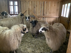 Vând iezi și capre alpine și nemțești și oi cu miei