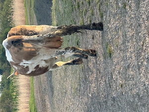 Vând vaca cu lapte   fătată de 3săptămâni  - imagine 3