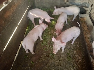 purcei de 8 saptamani antarcati  din mama landras si material seminal pietrain belgian - imagine 4