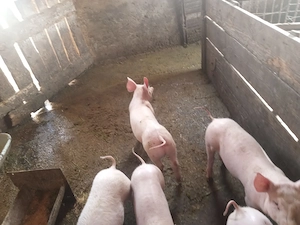 purcei de 8 saptamani antarcati  din mama landras si material seminal pietrain belgian - imagine 5