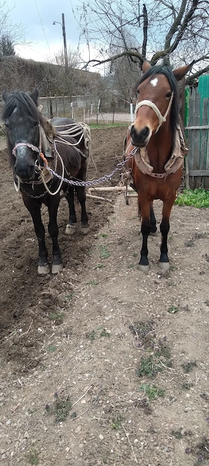 vând mânză  - imagine 2