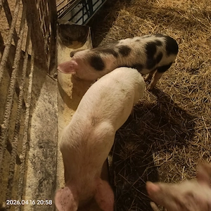 Purcei , 500 LEI pe 2 bucăți   , aprox. 20 de kg - 25kg - imagine 2