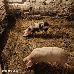 Purcei , 500 LEI pe 2 bucăți   , aprox. 20 de kg - 25kg - imagine 3