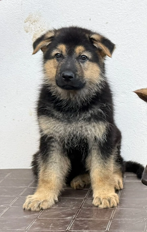 Vând pui Ciobănesc German