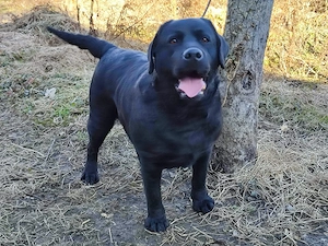 Femela Labrador Retriever