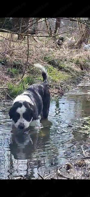 Femela ciobanesc - imagine 3