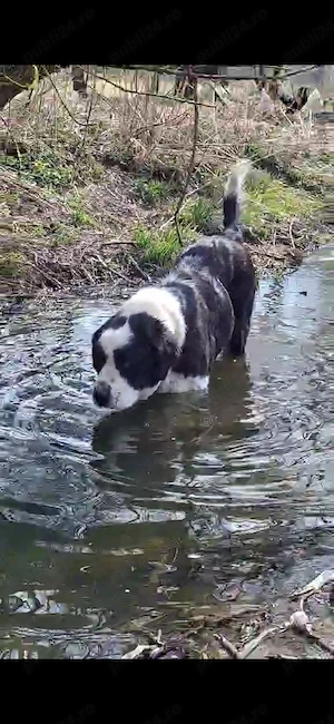 Femela ciobanesc - imagine 2