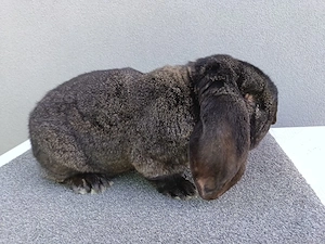 Iepuri Berbec German  - imagine 4