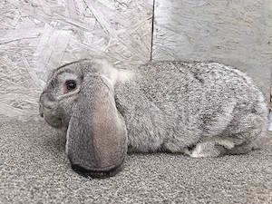 Iepuri Berbec German  - imagine 5