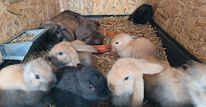 Iepuri Berbec German  - imagine 2