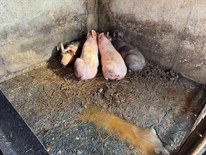 porci rasa pietran, varsta peste  6 luni jumatate - imagine 5