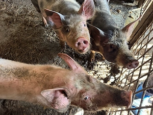 porci rasa pietran, varsta peste  6 luni jumatate - imagine 3