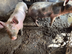 porci rasa pietran, varsta peste  6 luni jumatate - imagine 4