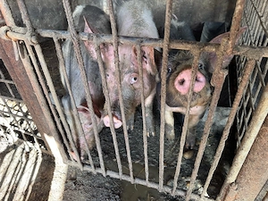 porci rasa pietran, varsta peste  6 luni jumatate - imagine 2