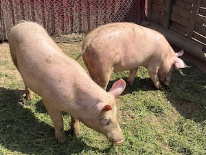 Porci de vanzare - imagine 2