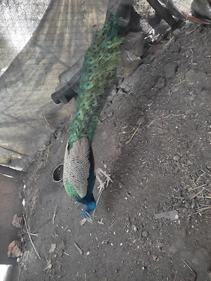 păuni mături 3 ani .