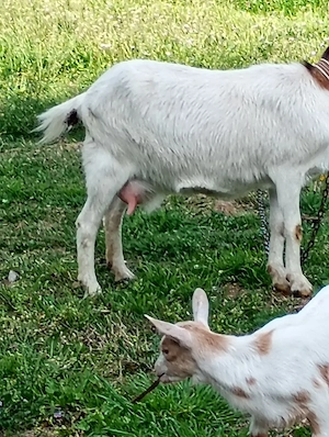 Vînd 2 capre bune de lapte cu  iezi  și un țap