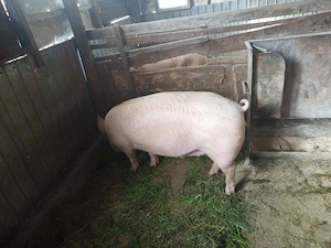 porc de carne an jur de 175 kg varsta 11 luni crescut doar cu cereale si lucerna