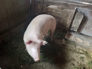 porc de carne an jur de 175 kg varsta 11 luni crescut doar cu cereale lucerna sau schimb cu purcei - imagine 3