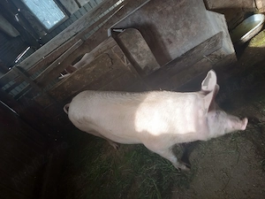 porc de carne an jur de 175 kg varsta 11 luni crescut doar cu cereale lucerna sau schimb cu purcei - imagine 2