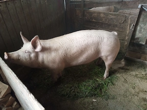 porc de carne an jur de 175 kg varsta 11 luni crescut doar cu cereale lucerna sau schimb cu purcei - imagine 4