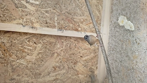 Gould amandina blue si verde si zebrute australiene  - imagine 3