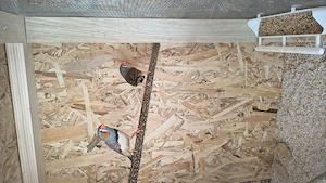 Gould amandina blue si verde si zebrute australiene  - imagine 4