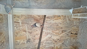 Gould amandina blue si verde si zebrute australiene  - imagine 5