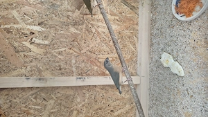 Gould amandina blue si verde si zebrute australiene 