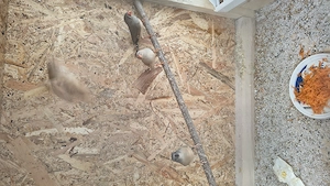 Gould amandina blue si verde si zebrute australiene  - imagine 2