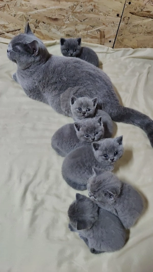 Pisoi British shorthair cu pedigree 