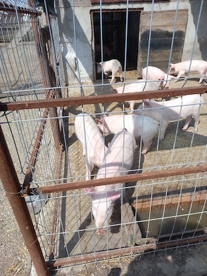 vand purcei  - imagine 2