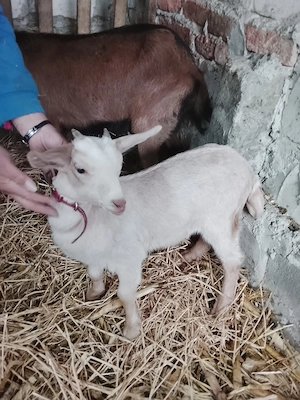 Vând 2 iedute  - imagine 3