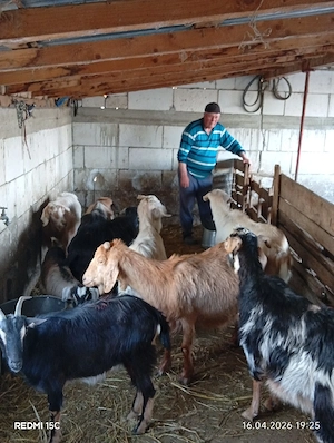 Vînd 9 capre Românești 