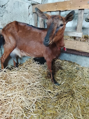 Vând 2 iedute  - imagine 4