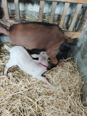 Vând 2 iedute  - imagine 2