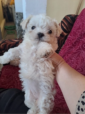 bichon maltez mascul