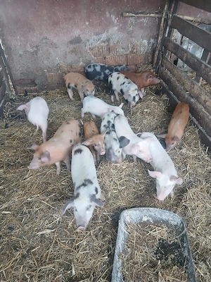 De Vânzare 13 bucăți castrați vacinați  - imagine 3