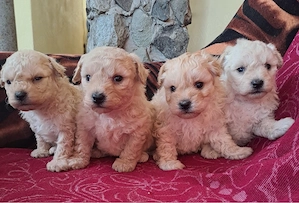 catelusi caniche in varsta  de  2 luni - imagine 2