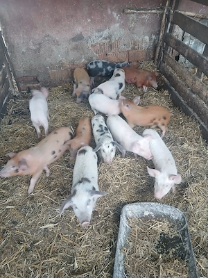 De Vânzare 13 bucăți castrați vacinați  - imagine 2