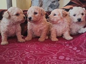 catelusi caniche in varsta  de  2 luni - imagine 3