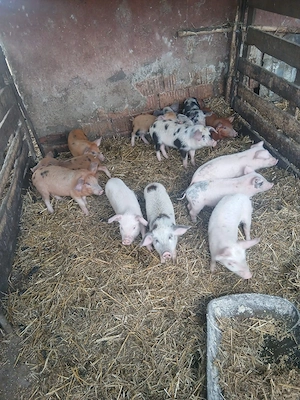 De Vânzare 13 bucăți castrați vacinați  - imagine 4