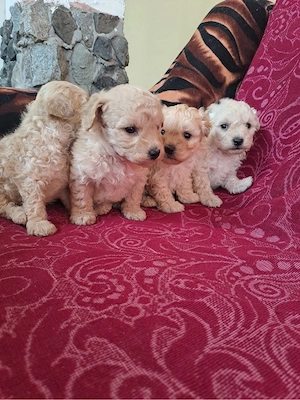 catelusi caniche in varsta  de  2 luni - imagine 4