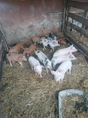 De Vânzare 13 bucăți castrați vacinați 