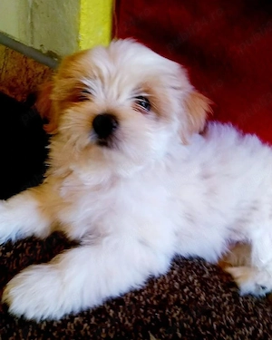 Catelusa bichon maltez maltesse - imagine 2