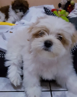 Catelusa bichon maltez maltesse - imagine 3