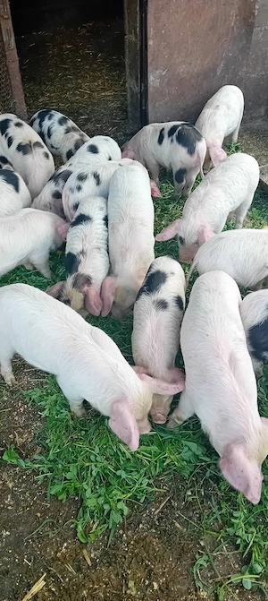 Purcei de vânzare  - imagine 2