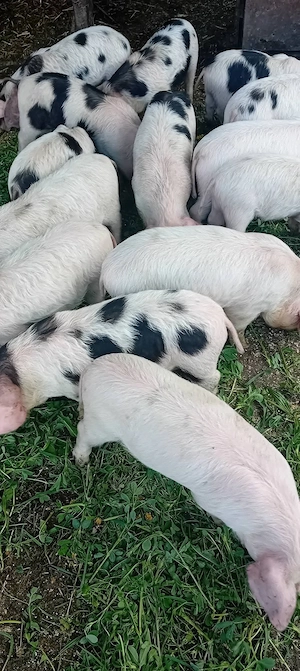 Purcei de vânzare  - imagine 3