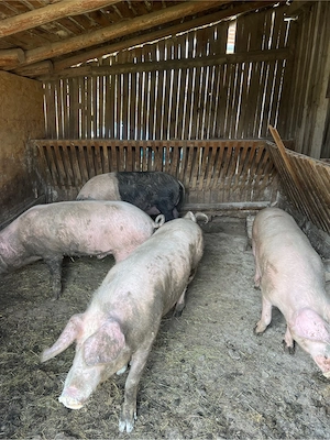 vand porci - imagine 3